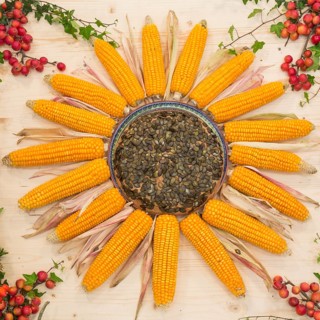 Maize