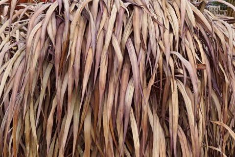 Elephant grass