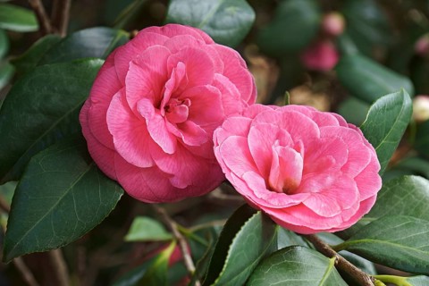 Japanese Camellia
