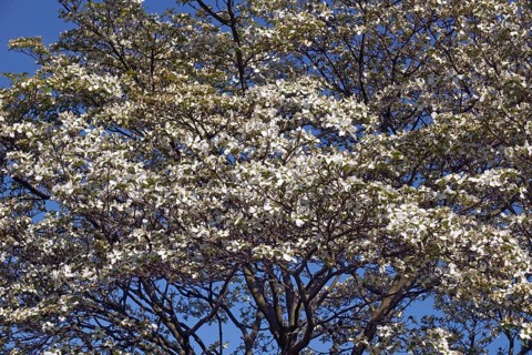 Flowering Dogwood