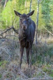 Moose