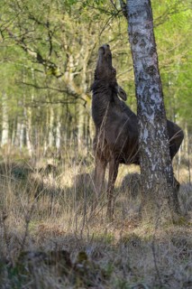 Moose