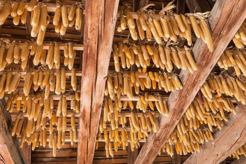 Ribel maize hung up to dry
