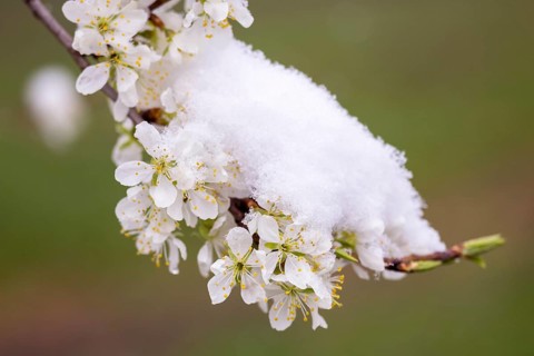 Snow-covered pear tree blossoms after the onset of winter