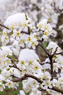 Snow-covered pear tree blossoms after the onset of winter