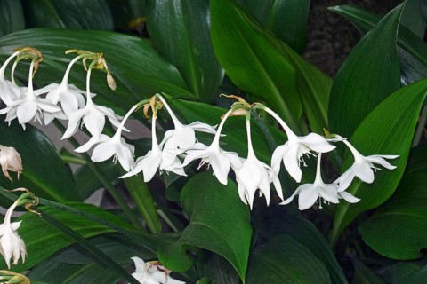 Amazon lily