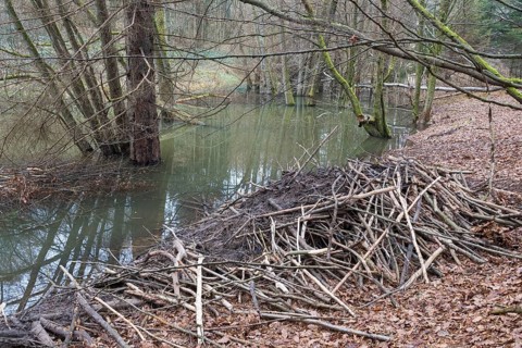 Beaver lodge from european beaver