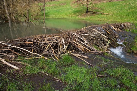 Beaver dam