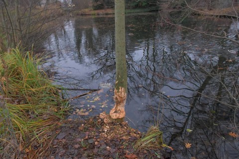 Beaver damage