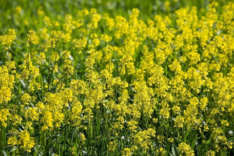 Field