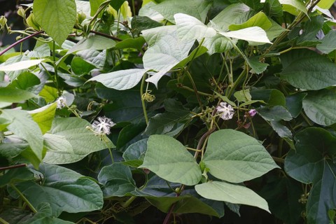 Snake gourd