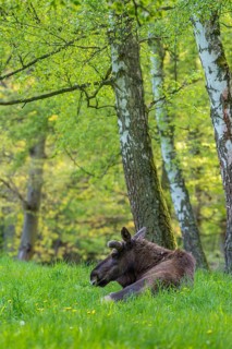 Moose