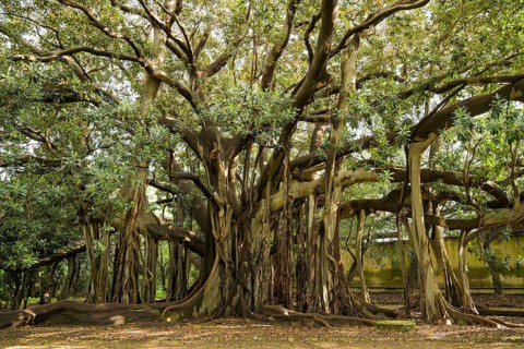 Australian moreton bay fig