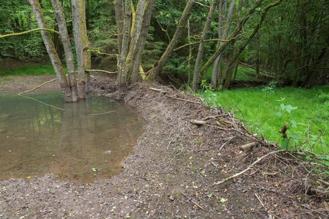 Broken Beaver dam