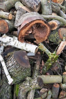 Deadwood pile