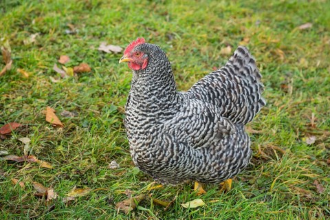 Chicken