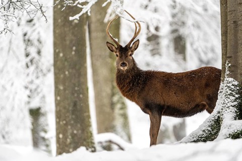 Red deer