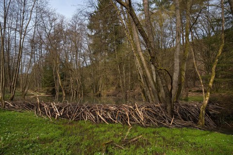 Beaver dam