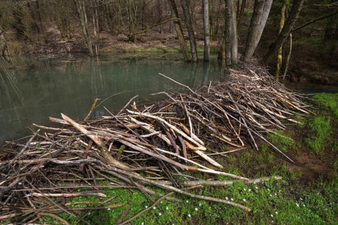 Beaver dam