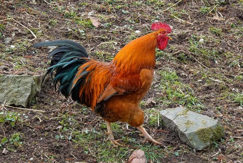 Cock