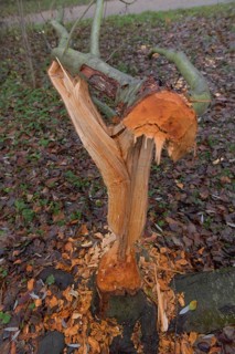 Beaver damage