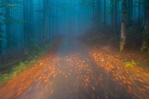 Car driving on autumnal wet road through the forest at dawn