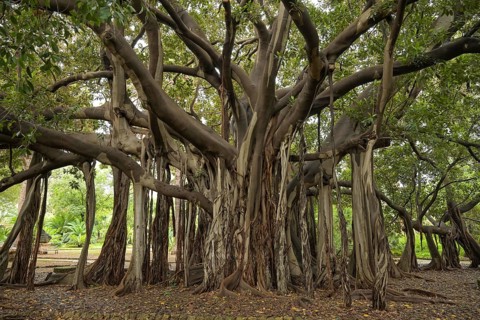 Australian moreton bay fig