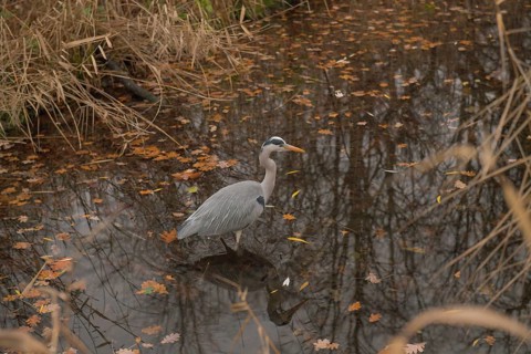 Grey heron