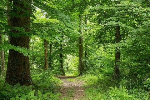 Path through forest