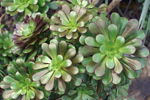 Tree aeonium