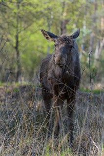 Moose