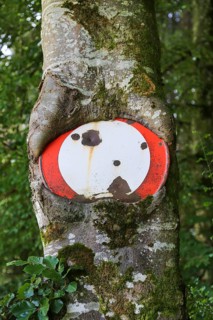 Traffic sign no throughway grown into tree trunk