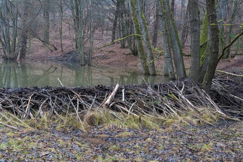 Beaver dam from european beaver
