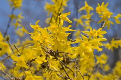 Flowering garden forsythia