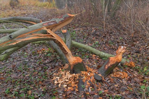 Beaver damage