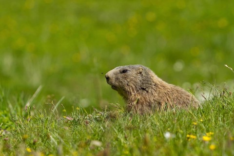 Alpine marmot