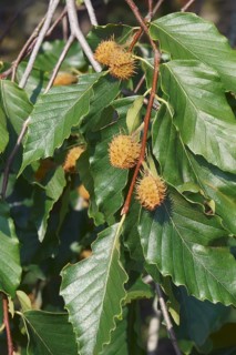 American beech