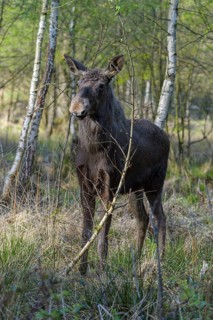 Moose
