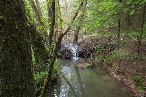 Broken Beaver dam