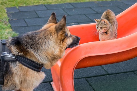 Cat playing with German Shepherd