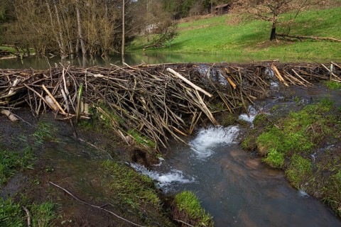 Beaver dam