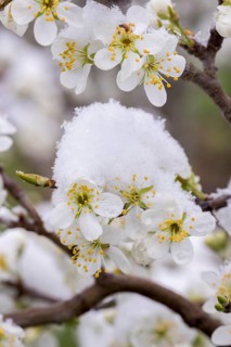 Snow-covered pear tree blossoms after the onset of winter