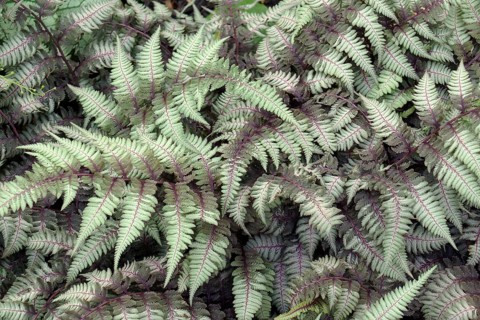 Lady fern