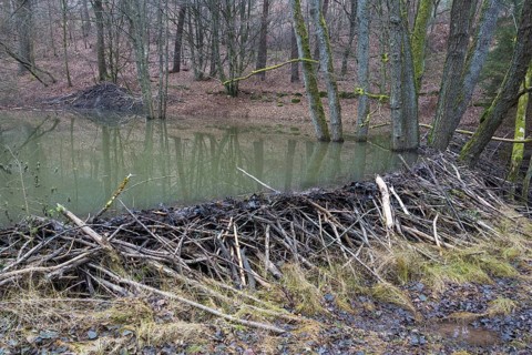 Beaver dam from european beaver