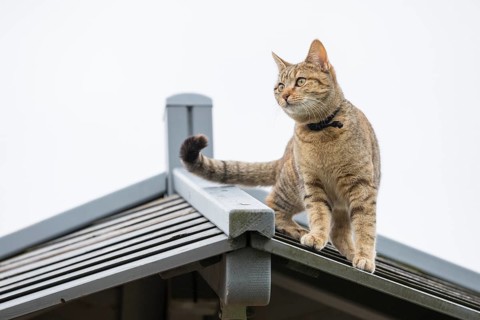 Cat on roof