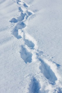 Track in the snow
