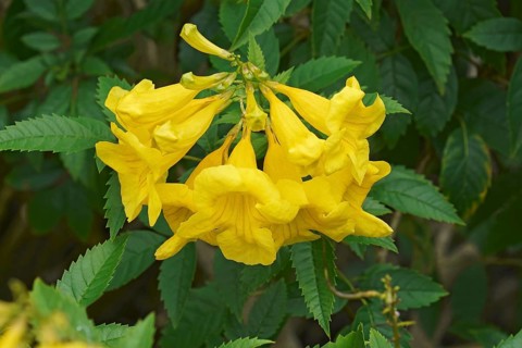 Yellow trumpetbush