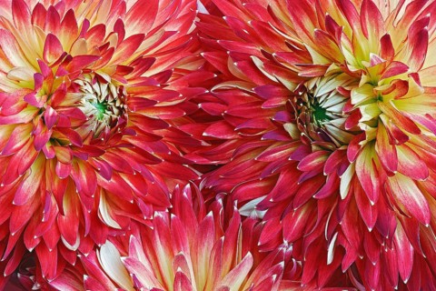Dahlia