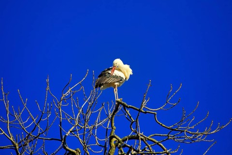 White stork