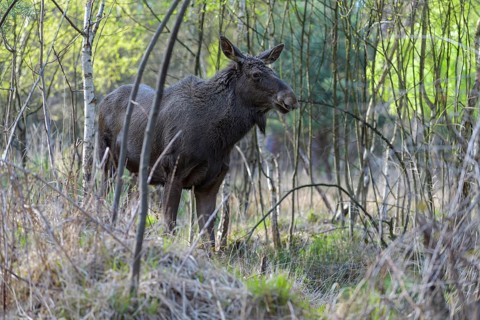 Moose